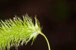 Longhair sedge